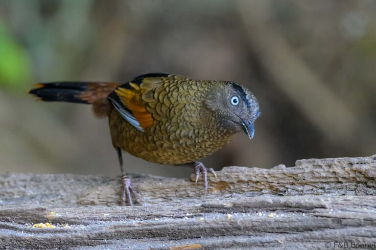 Blue winged laughingthrush china 2