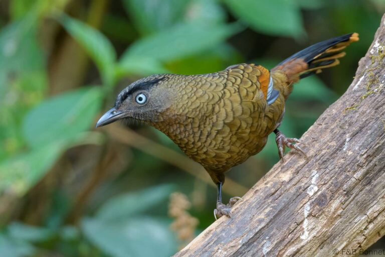 Blue winged laughingthrush china 3