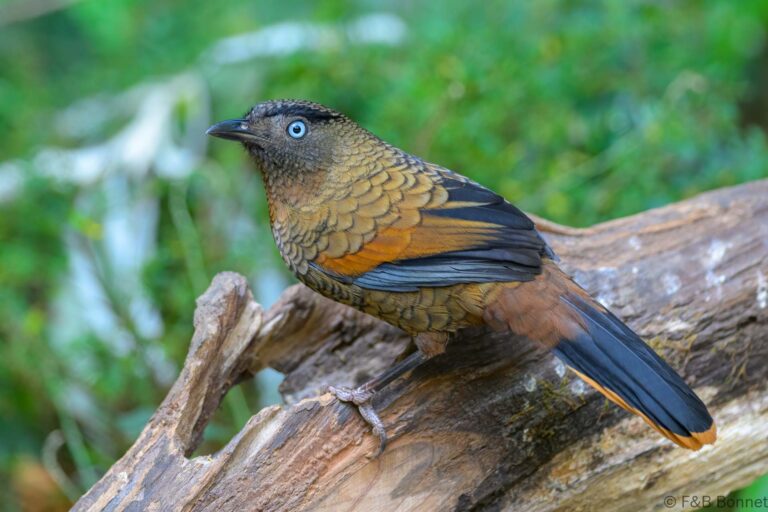 Blue winged laughingthrush china 4