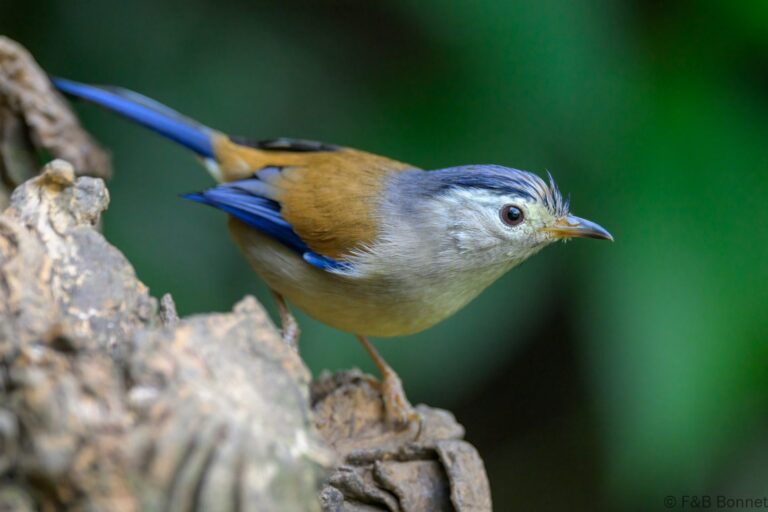Blue winged minla china 1