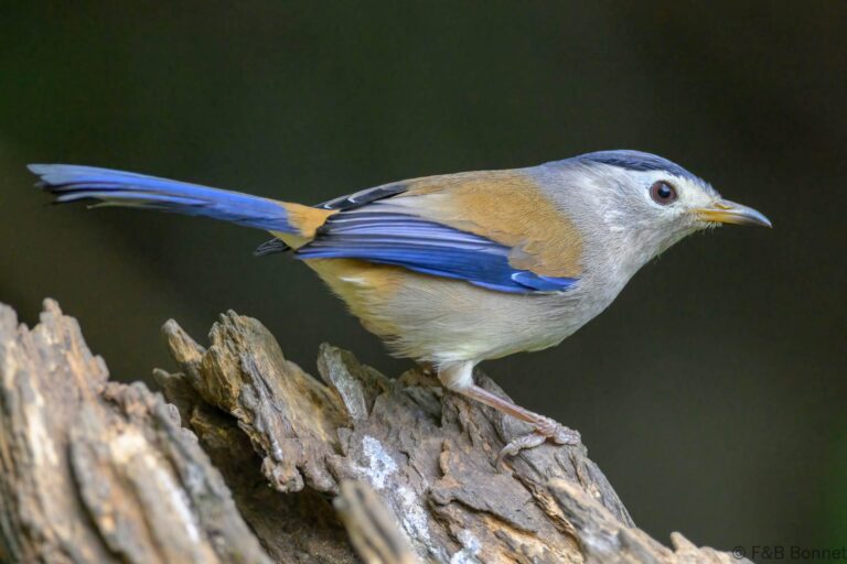 Blue winged minla china 2