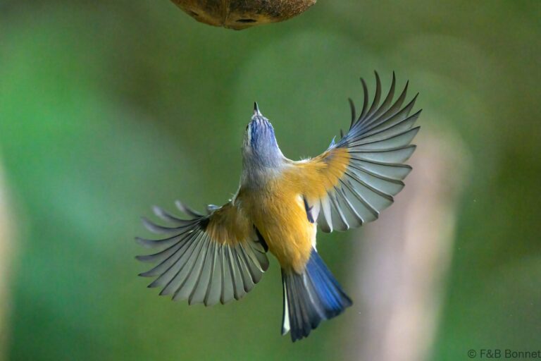 Blue winged minla china 3