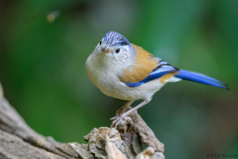 Blue winged minla china 4