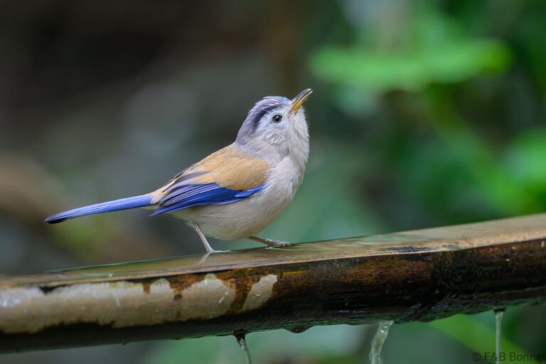 Blue winged minla china 5