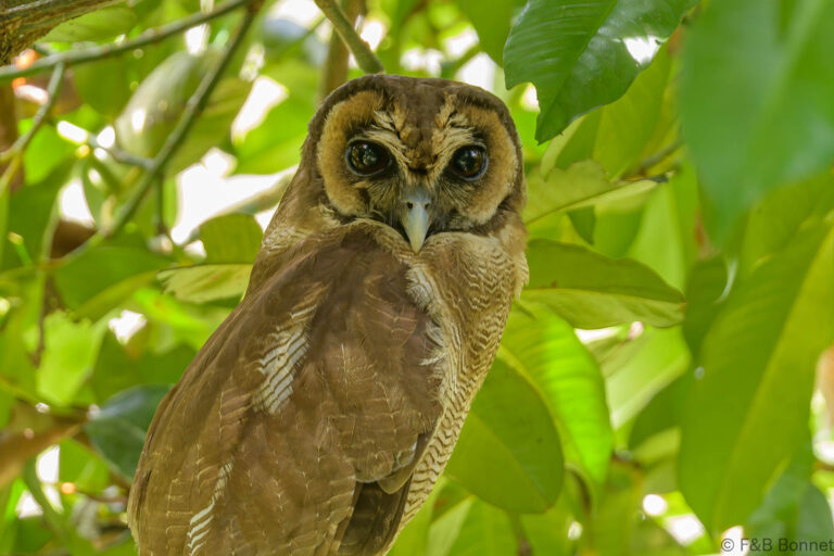 Brown wood owl thailand 1
