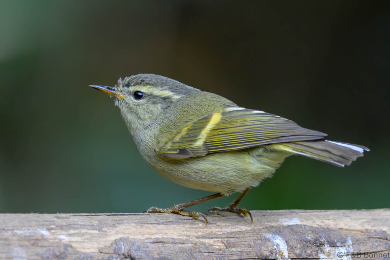 Buff barred warbler china 6