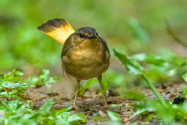 Buff rumped warbler ecuador 1