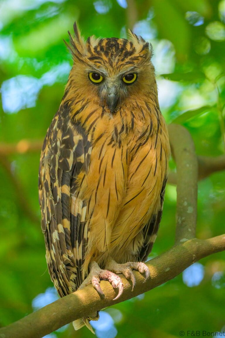 Buffy fish owl singapore 2