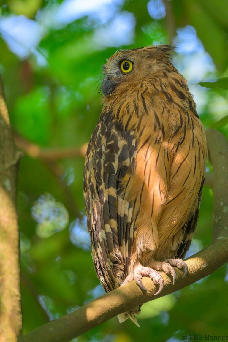 Buffy fish owl singapore 3