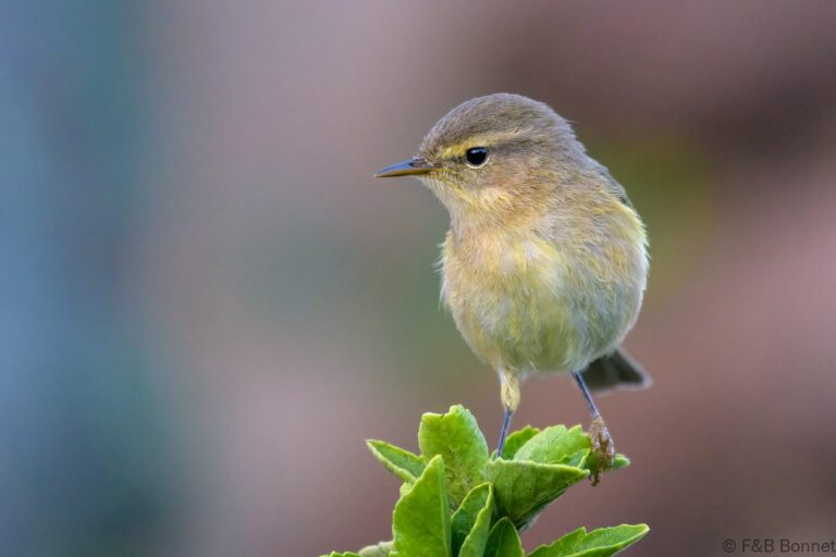 Canary islands chiffchaff spain 2