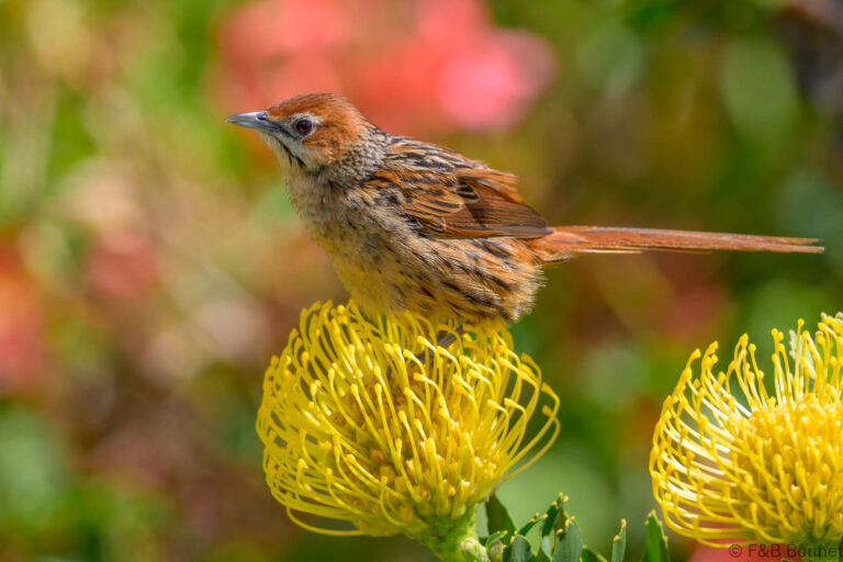 Cape grassbird south africa 1
