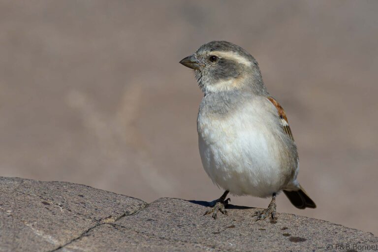 Cape sparrow south africa 1