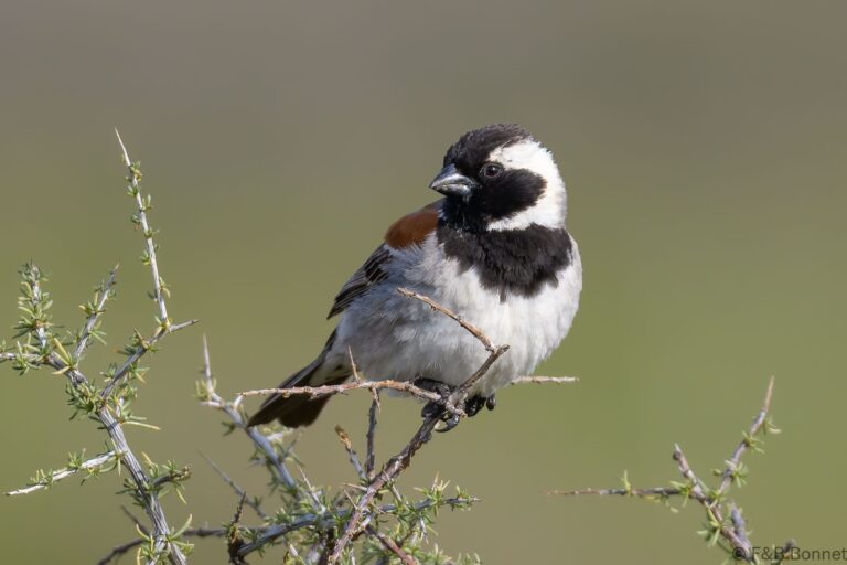 Cape sparrow south africa 2