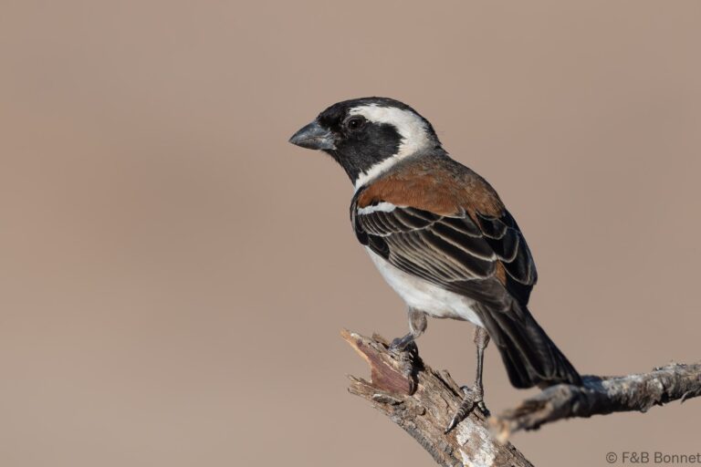 Cape sparrow south africa 3