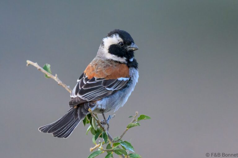 Cape sparrow south africa 4