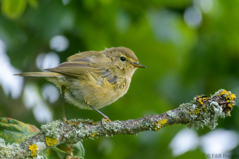 Common chiffchaff france 1
