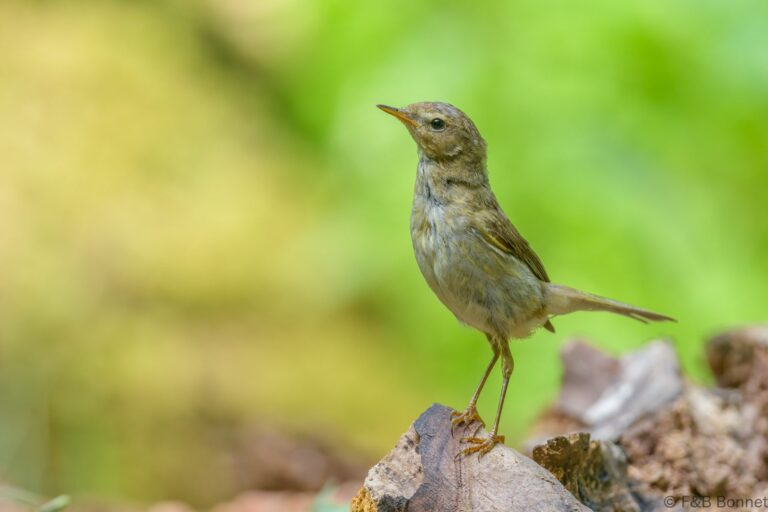 Common chiffchaff france 2