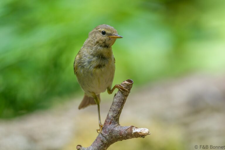 Common chiffchaff france 3