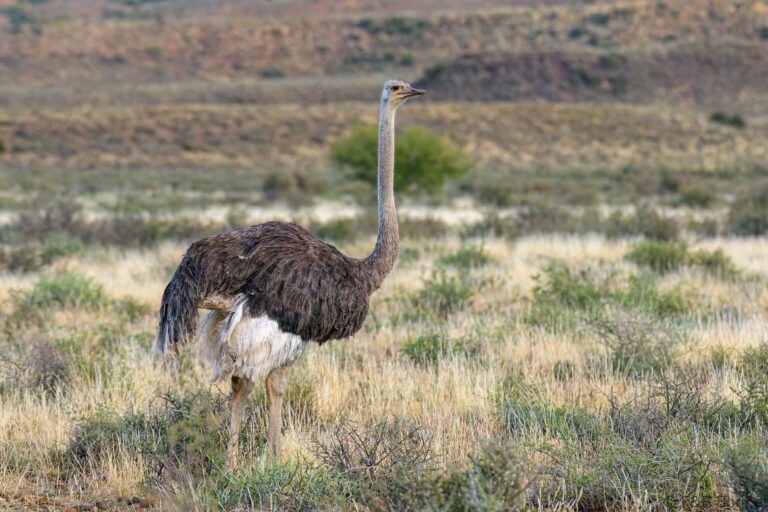 Common ostrich south africa 1