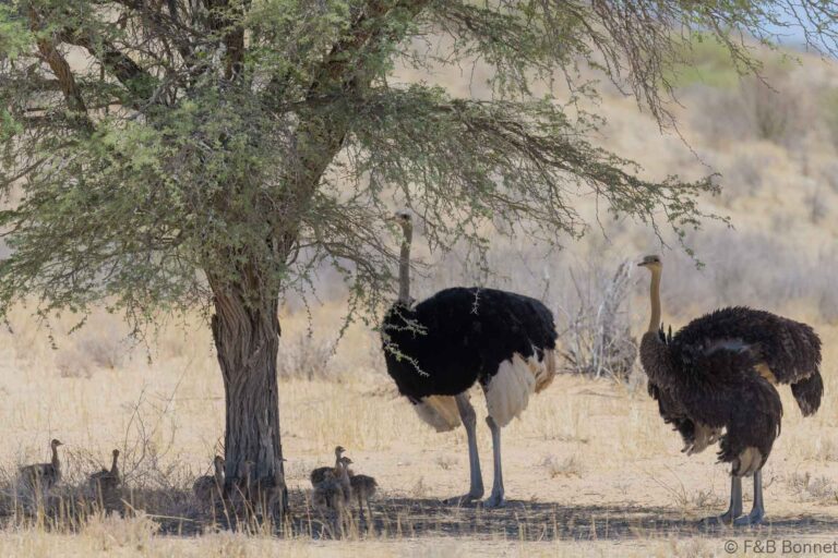 Common ostrich south africa 2