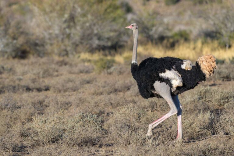 Common ostrich south africa 4