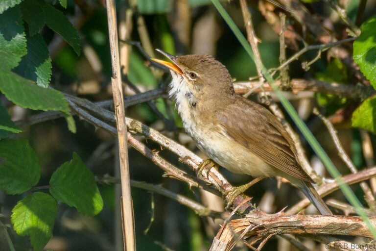 Common reed warbler france 2