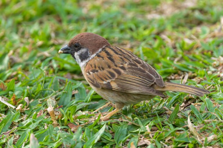 Eurasian tree sparrow thailand 1