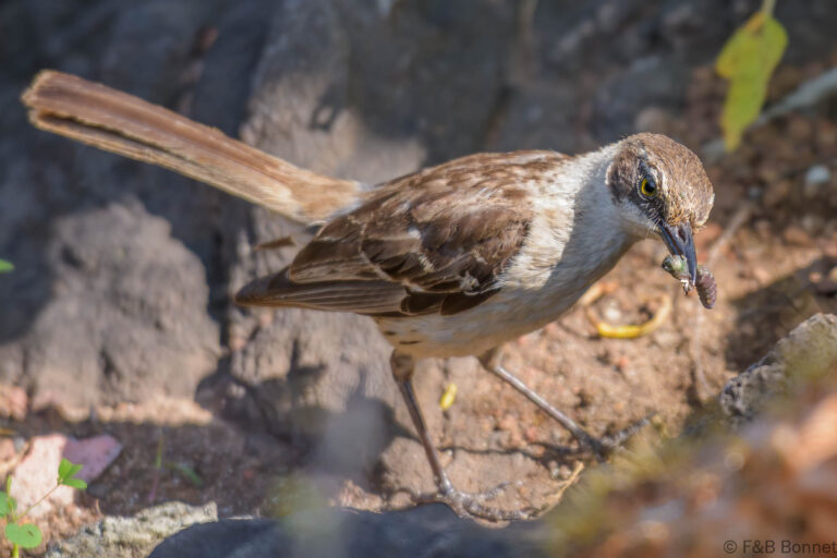Galapagos mockingbird ecuador 1