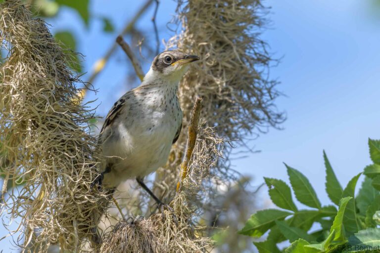Galapagos mockingbird ecuador 2