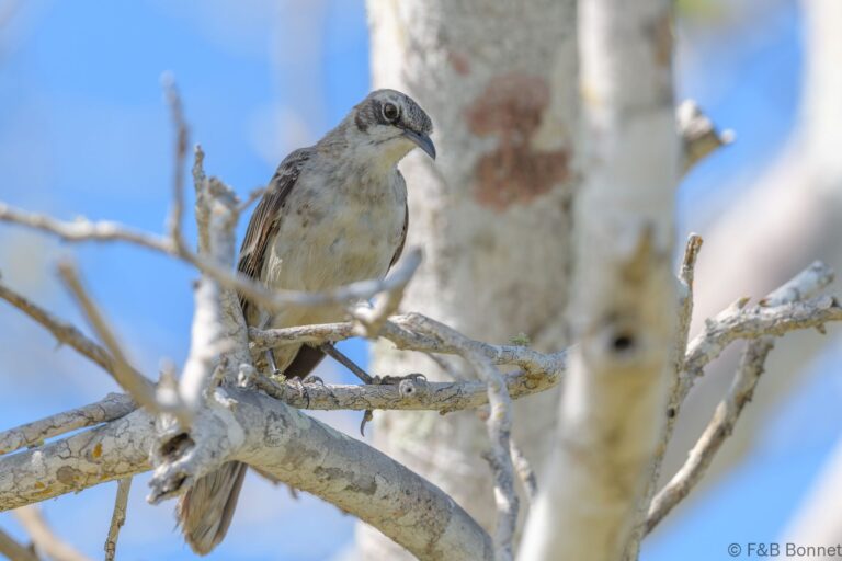 Galapagos mockingbird ecuador 4