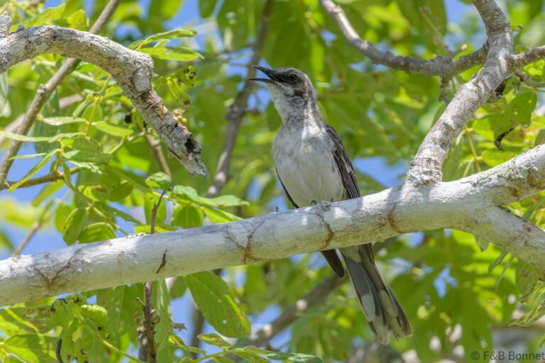 Galapagos mockingbird ecuador 5