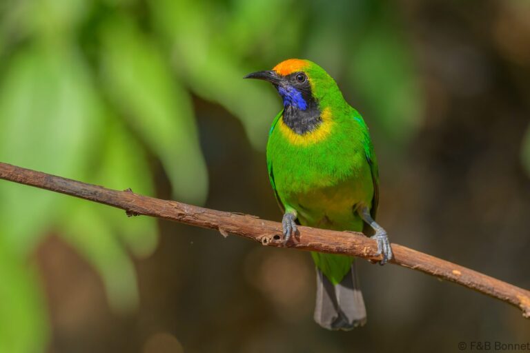 Golden fronted leafbird china 1