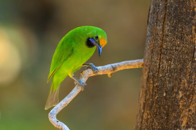 Golden fronted leafbird thailande 1
