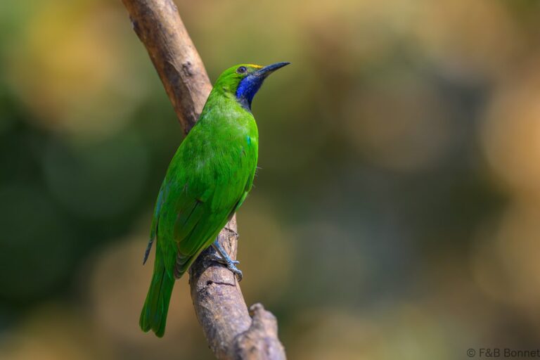 Golden fronted leafbird thailande 2