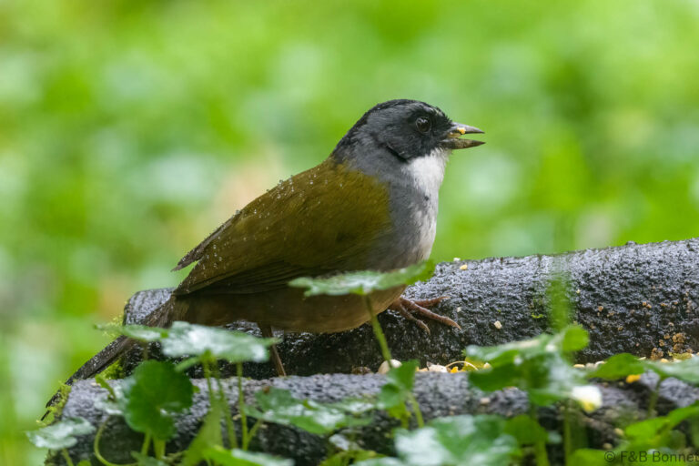 Grey browed brushfinch ecuador 1