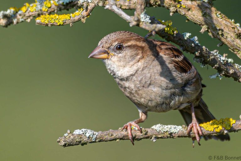 House sparrow france 2