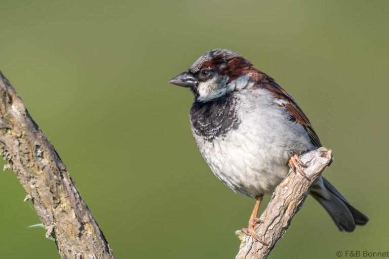 House sparrow france 3