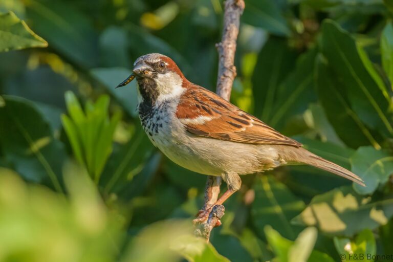 House sparrow france 4