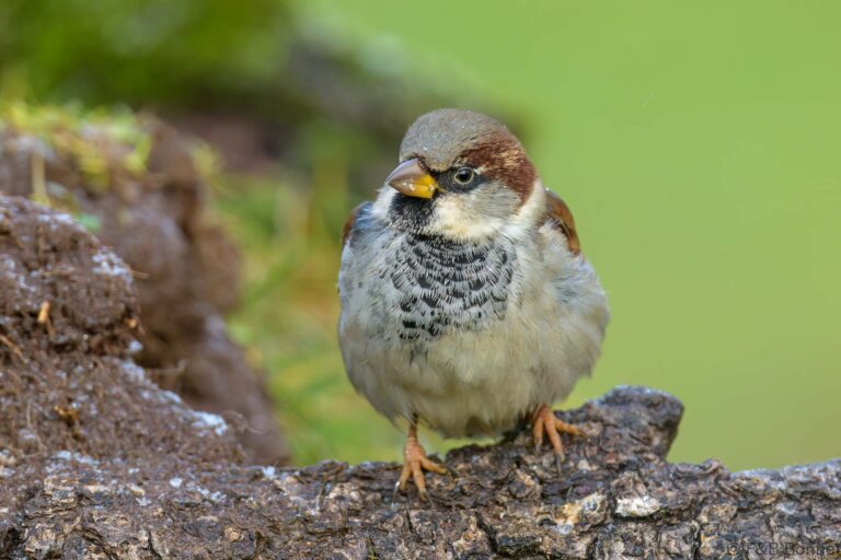 House sparrow spain 1