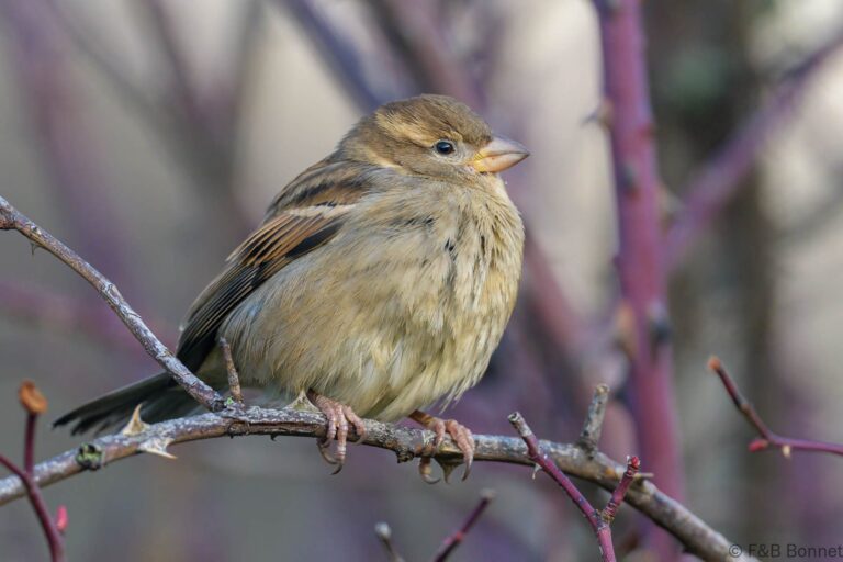 House sparrow spain 2