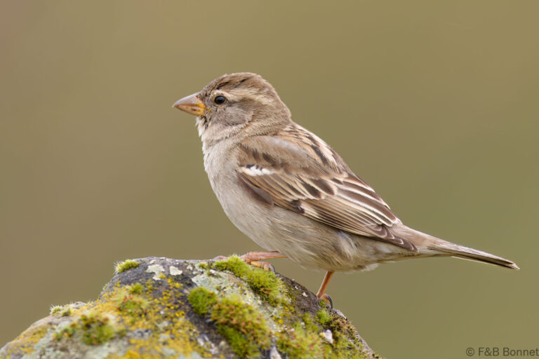 House sparrow spain 3