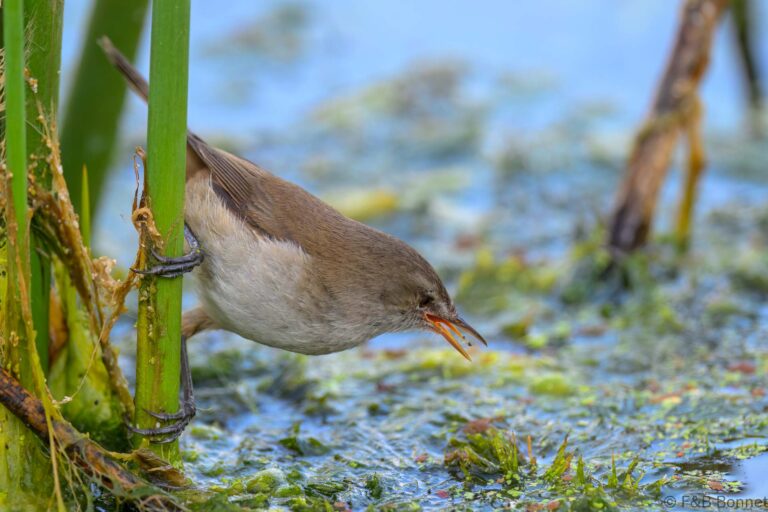 Lesser swamp warbler south africa 5