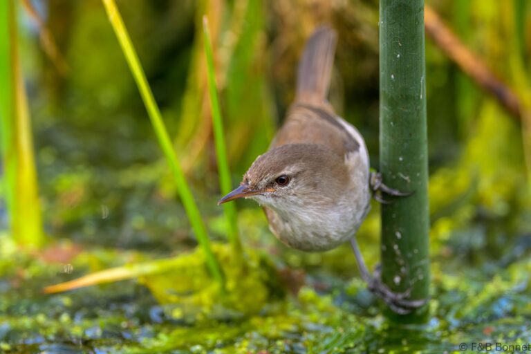 Lesser swamp warbler south africa 6