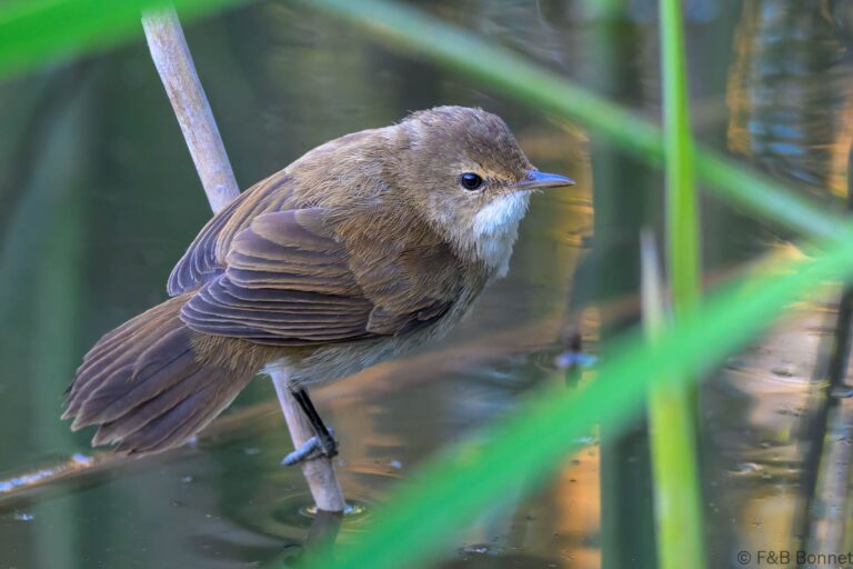 Lesser swamp warbler south africa 7
