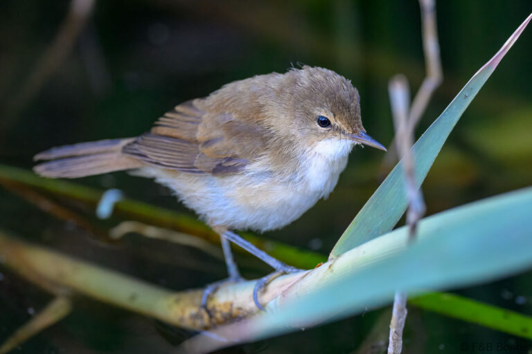Lesser swamp warbler south africa 8