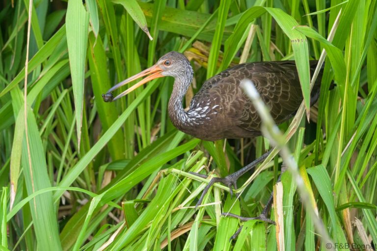 Limpkin ecuador 2
