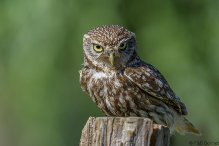 Little owll france 1