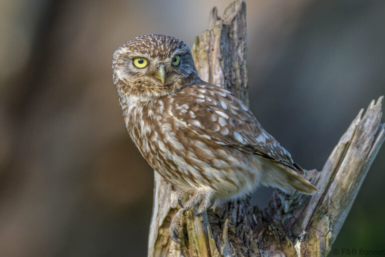 Little owll france 10