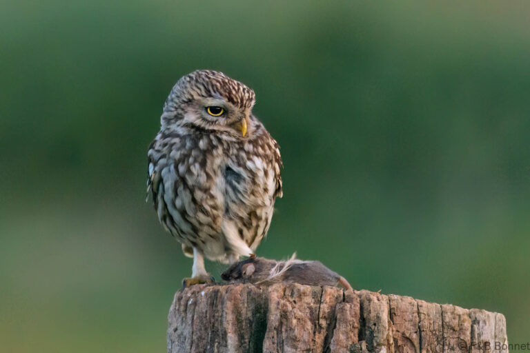 Little owll france 11