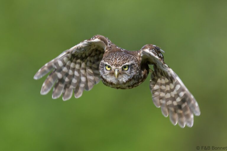 Little owll france 2